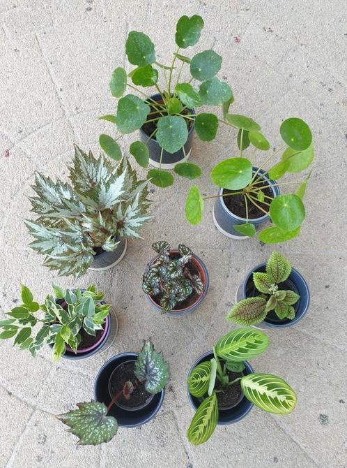 OPRUIMING DIVERSE KAMERPLANTEN INCL. POT, Huis en Inrichting, Kamerplanten, Overige soorten, Minder dan 100 cm, In pot, Ophalen