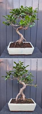 2 Bonsai Ficus Jubara-  36 cm Hoog, Ficus, In pot, Minder dan 100 cm, Groene kamerplant