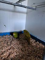 2 koppels catharina parkieten, Dieren en Toebehoren, Vogels | Parkieten en Papegaaien, Meerdere dieren, Parkiet