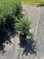Osmanthus burkwoodii., Ophalen of Verzenden, Minder dan 100 cm