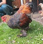 Mooie brahma haan, Dieren en Toebehoren, Pluimvee, Mannelijk, Kip