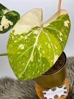 Philodendron Gloriosum Tricolor Variegata - Zeldzame Plant, Huis en Inrichting, Kamerplanten, Ophalen of Verzenden, Halfschaduw