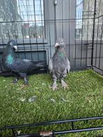 Takla, Dieren en Toebehoren