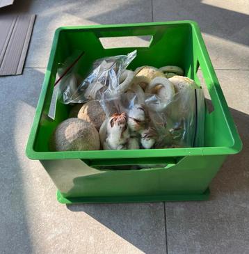 Krat vol natuurlijke kerstdecoratie beschikbaar voor biedingen