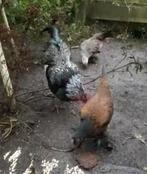 Kippen gratis, Dieren en Toebehoren, Pluimvee, Vrouwelijk, Kip