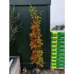 Fagus sylvatica - groene beuk - boom, Ophalen, Bloeit niet, Halfschaduw, 100 tot 250 cm