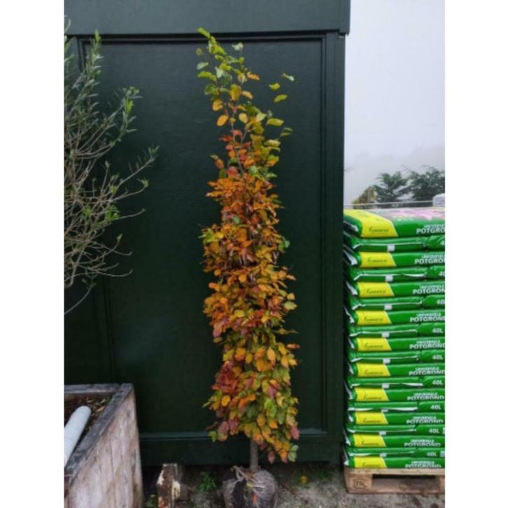 Fagus sylvatica - groene beuk - boom, Tuin en Terras, Planten | Bomen, Zuilboom, 100 tot 250 cm, Halfschaduw, Bloeit niet, Ophalen