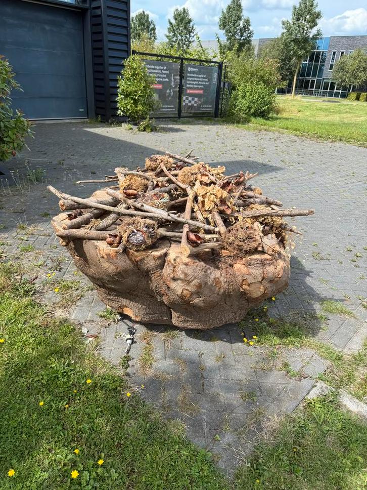 Grote Houten Stronk - Gratis Afhalen, Tuin en Terras, Overige Tuin en Terras, Gebruikt, Ophalen