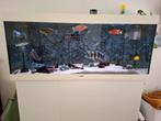 aquarium met alle toebehoren en vissen, Dieren en Toebehoren, Ophalen, Gebruikt, Gevuld zoetwateraquarium