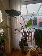 Strelitzia Nicolai - Paradijsvogelplant, Tuin en Terras, Bloempotten, Ophalen, Gebruikt, 40 cm of meer, Rond