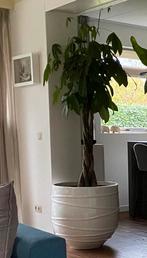 Bloembak XXL 60 cm x 60 cm, Tuin en Terras, Bloembakken en Plantenbakken, Ophalen, Rond, Zo goed als nieuw, 60 cm of meer