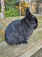 Kleurdwerg voedster zwart dwergkonijn, Dieren en Toebehoren, Konijnen, Vrouwelijk, Dwerg