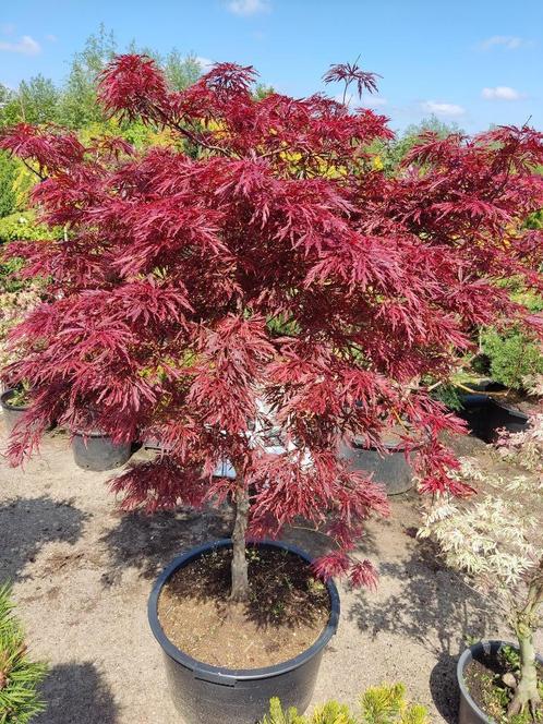 Japanse esdoorns tegen korting, Tuin en Terras, Planten | Bomen, Overige soorten, 100 tot 250 cm, Halfschaduw, Bloeit niet, In pot