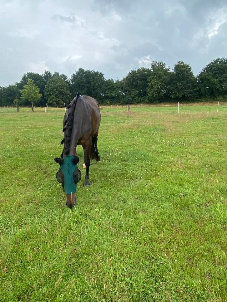 Verzorgpony’s aangeboden, Dieren en Toebehoren, Stalling en Weidegang