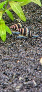 Helenaslakken, Ophalen