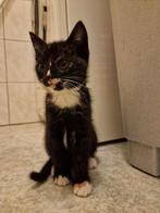 1 lieve kitten, Dieren en Toebehoren, Meerdere dieren, Kortharig, 0 tot 2 jaar