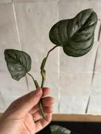 Philondendron Sodiroi stek 5, Huis en Inrichting, Kamerplanten, Ophalen, Overige soorten, Minder dan 100 cm