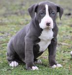 American Bully pups Top bloedlijnen, Dieren en Toebehoren, België, Overige rassen, 8 tot 15 weken, Parvo