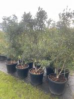 Schijnhulst Osmanthus meerstammig in pot leverbaar tot 250 c, Halfschaduw, Overige soorten, Lente, 100 tot 250 cm