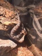 Ratteslang Granite vrouw 9mnd, Dieren en Toebehoren, Slang, 0 tot 2 jaar