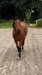 Veelzijdige mensgerichte Freiberger merrie, 6 jaar, Dieren en Toebehoren, Merrie, Minder dan 160 cm, Gechipt, Niet van toepassing