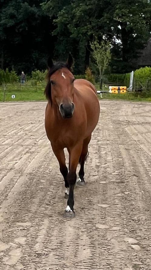 Veelzijdige mensgerichte Freiberger merrie, 6 jaar, Dieren en Toebehoren, Paarden, Merrie, Niet van toepassing, Minder dan 160 cm