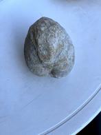 fossiel schelpje, mogelijk Pleuromya 8x8x8cm 460g, Ophalen of Verzenden, Fossiel