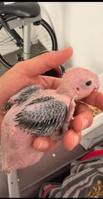 Baby Roestkop Caiques om super tam te maken, Dieren en Toebehoren, Vogels | Parkieten en Papegaaien, Geslacht onbekend, Papegaai