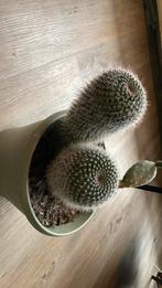 Cactussen, Ophalen, Halfschaduw, Minder dan 100 cm, In pot