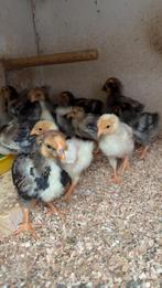 Kuikens wyandotte kriel goud blauw gezoomd, Dieren en Toebehoren, Pluimvee, Geslacht onbekend, Kip