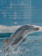 dolfijn poster in aluminium lijst 92x61, Ophalen, Metaal of Aluminium, Zo goed als nieuw, 75 cm of meer
