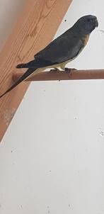Splendids, Dieren en Toebehoren, Vogels | Overige Vogels, Mannelijk