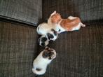 Lieve kittens te koop️❣️, Dieren en Toebehoren, Katten en Kittens | Overige Katten, Meerdere dieren
