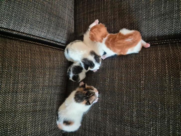Lieve kittens te koop️❣️, Dieren en Toebehoren, Katten en Kittens | Overige Katten, Meerdere dieren