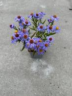 Aster 'Anton Kippenberg' - Prachtige herfstbloeier!, Volle zon, Vaste plant, Herfst, Ophalen
