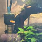 Groep van 8 baby Platy vissen net geboren, Ophalen of Verzenden, Zo goed als nieuw