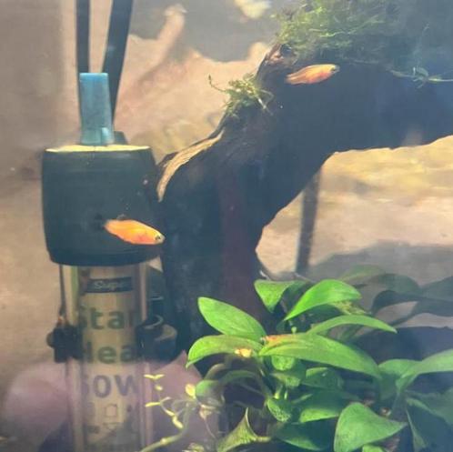 Groep van 8 baby Platy vissen net geboren, Dieren en Toebehoren, Vissen | Aquaria en Toebehoren, Zo goed als nieuw, Ophalen of Verzenden