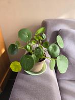 Pannenkoekenplant (Pilea Peperomioides), Ophalen, Overige soorten, Halfschaduw, In pot