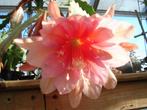 epiphyllum cactus florence reed arnold gewortelde stekjes, Cactus, Minder dan 100 cm, Ophalen of Verzenden, Halfschaduw