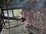 Mooie haan 1,5 jaar 5€, Dieren en Toebehoren, Mannelijk, Kip