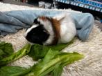 Jonge tamme cavia zeugjes, Dieren en Toebehoren, Cavia, Augustus, Vrouwelijk, Tam