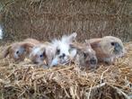 Lieve, tamme jonge kleine konijntjes, Dieren en Toebehoren, Meerdere dieren, Klein, Hangoor, 0 tot 2 jaar