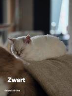 Britse korthaar kittens, Dieren en Toebehoren, Katten en Kittens | Raskatten | Korthaar, Gechipt