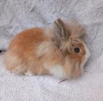 Nestje lieve tamme jonge dwerg konijnen, Dieren en Toebehoren, Konijnen, Vrouwelijk, Dwerg