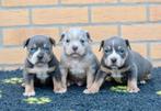 ️ ❤️prachtige pocket American Bully tricolor pups❤️, Dieren en Toebehoren, Overige rassen, 8 tot 15 weken, Meerdere, Meerdere dieren