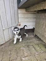 Prachtig zwart wit husky reutje pups, 8 tot 15 weken, Parvo, Eén hond, Nederland