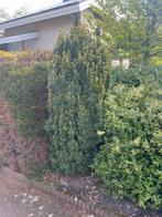 Taxus 2,3-2,5m hoog (zelf rooien), Tuin en Terras, Taxus, Ophalen, 100 tot 250 cm