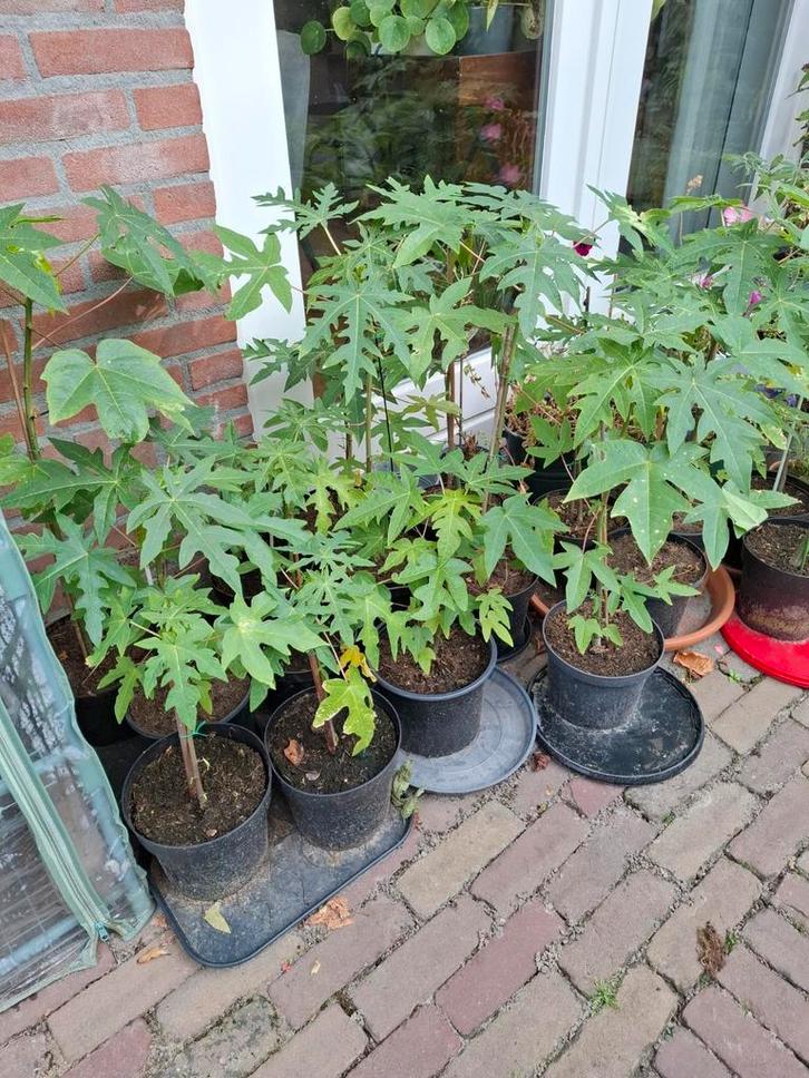 Papaya planten, Tuin en Terras, Planten | Tuinplanten, Vaste plant, Overige soorten, Volle zon, Ophalen