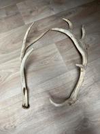 Damhert en edelhert gewei, Verzamelen, Ophalen of Verzenden, Gebruikt, Hert, Gewei of Kop