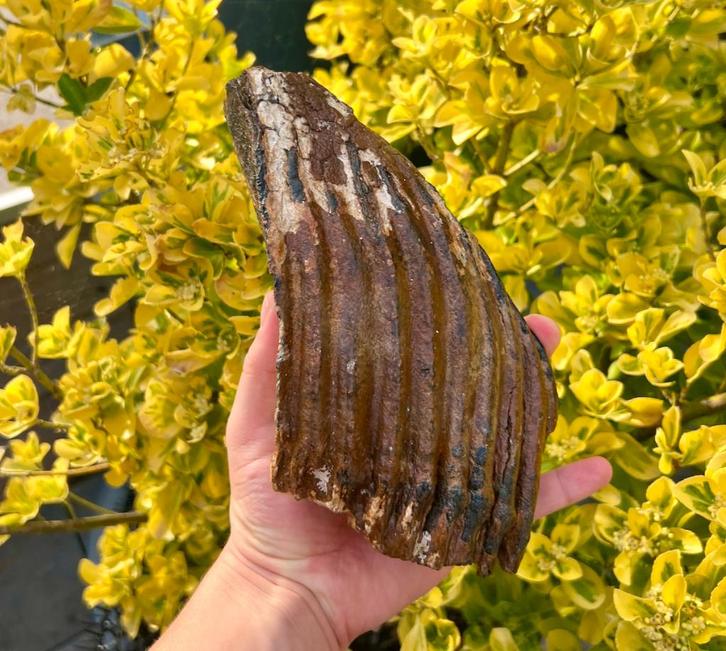 Mammoetkies Fossiel Noordzee, Verzamelen, Mineralen en Fossielen, Fossiel, Ophalen of Verzenden